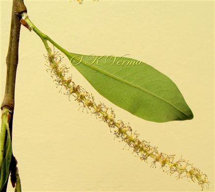  Leaf (Abaxial view) with Male Inflorescence